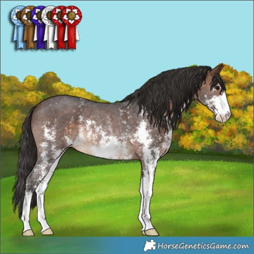 Horse Color:Brown Sabino Rabicano 