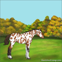 Horse Color:Buckskin Tobiano Appaloosa
