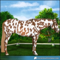 Horse Color:Chestnut Near Leopard 