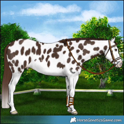 Horse Color:Liver Chestnut Splash Appaloosa 