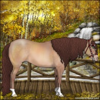Horse Color:Chocolate Sable Champagne 