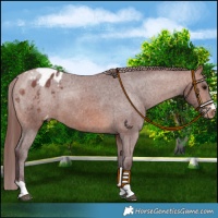 Horse Color:Chocolate Brown Varnish 