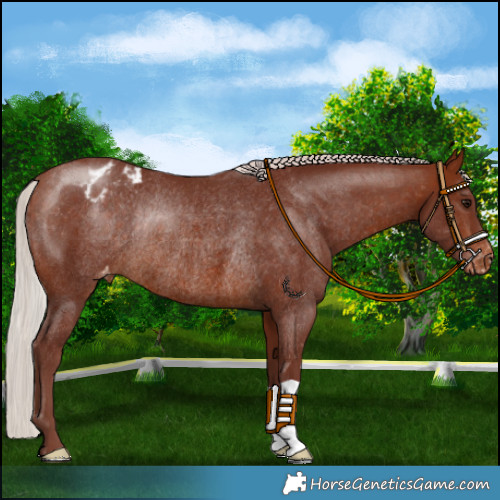 Horse Color:Chocolate Silver Bay Appaloosa Rabicano 