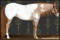 Horse Color:Red Roan Snowcap 