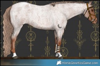 Horse Color:Red Roan Appaloosa 