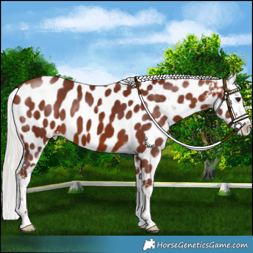 Horse Color:Chocolate Silver Bay Appaloosa