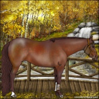 Horse Color:Chocolate Brown 