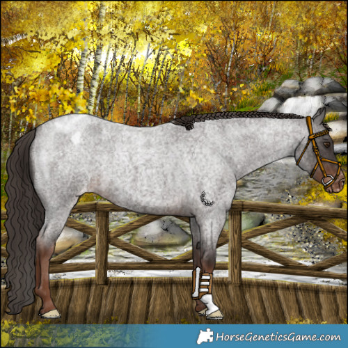 Horse Color:Liver Red Roan Appaloosa 
