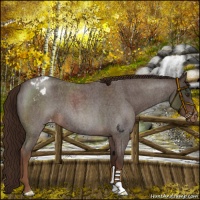 Horse Color:Liver Red Roan Appaloosa