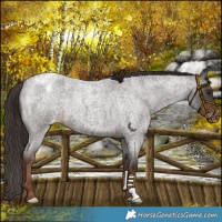 Horse Color:Liver Red Roan Varnish 