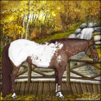 Horse Color:Chocolate Brown Near Fewspot Rabicano 
