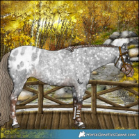 Horse Color:Liver Red Roan Appaloosa