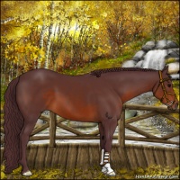 Horse Color:Chocolate Brown