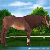 Horse Color:Chocolate Buckskin 