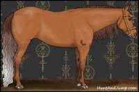 Horse Color:Chocolate Buckskin 