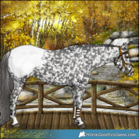 Horse Color:Liver Chestnut Appaloosa