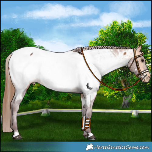 Horse Color:Chocolate Buckskin Appaloosa