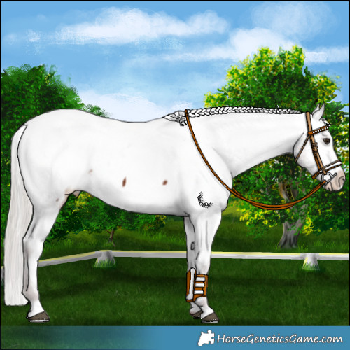 Horse Color:Chocolate Silver Brown Appaloosa