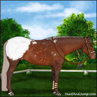 Horse Color:Chocolate Silver Brown Appaloosa