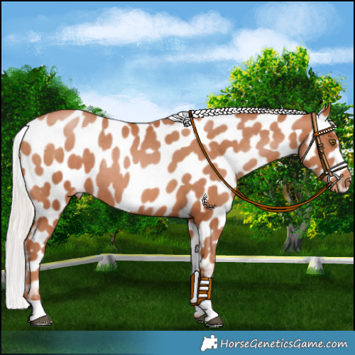 Horse Color:Chocolate Silver Brown Pearl Appaloosa Rabicano 