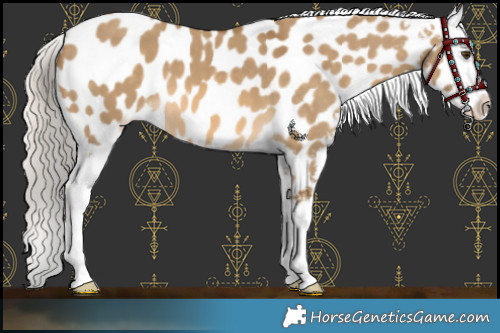 Horse Color:Chocolate Palomino Dun Appaloosa 