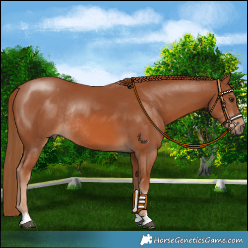 Horse Color:Chestnut Rabicano 