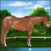 Horse Color:Chestnut Rabicano 
