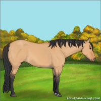 Horse Color:Bay Dun 
