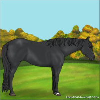 Horse Color:Black 