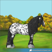 Horse Color:Black Appaloosa 