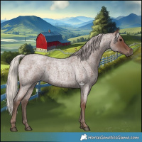 Horse Color:Silver Blue Roan 