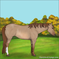 Horse Color:Red Dun Rabicano 