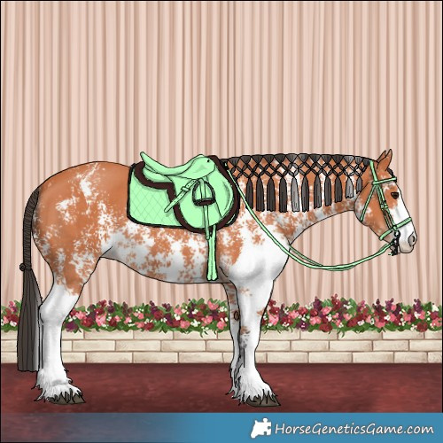 Horse Color:Bay Sabino 