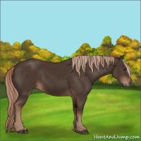 Horse Color:Liver Chestnut 