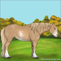 Horse Color:Chestnut Sabino 