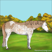 Horse Color:Red Dun Splash  and Red Dun Splash Appaloosa 