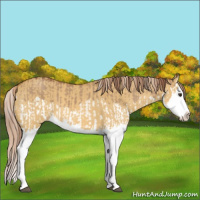 Horse Color:Red Dun Splash  and Palomino Dun Splash 