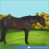Horse Color:Brown 