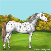Horse Color:Liver Chestnut Near Leopard  and Gold Champagne Near Fewspot 