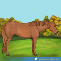 Horse Color:Chestnut 
