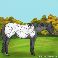 Horse Color:Blue Roan Appaloosa 