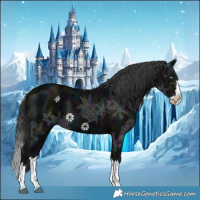Horse Color:Midnight Black Ice Splash 