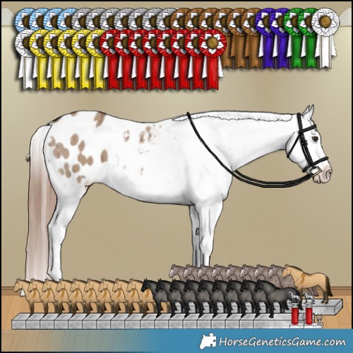Horse Color:Liver Red Dun Appaloosa Brindle 