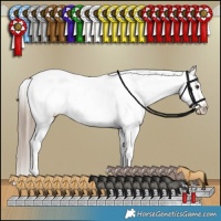 Horse Color:Liver Red Dun Appaloosa Brindle 