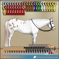 Horse Color:Liver Red Dun Appaloosa Brindle