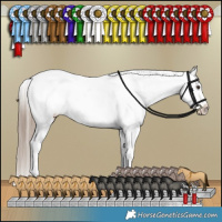 Horse Color:Liver Red Dun Appaloosa Brindle