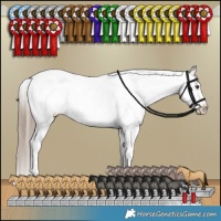 Horse Color:Liver Red Dun Appaloosa Brindle