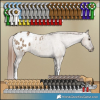 Horse Color:Liver Red Dun Varnish Brindle 
