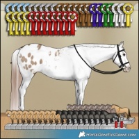 Horse Color:Liver Red Dun Appaloosa Brindle 