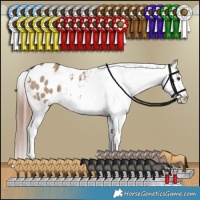 Horse Color:Liver Red Dun Appaloosa Brindle